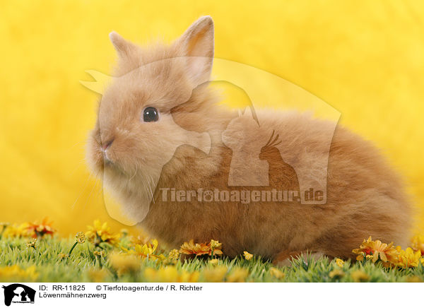 Lwenmhnenzwerg / pygmy bunny / RR-11825