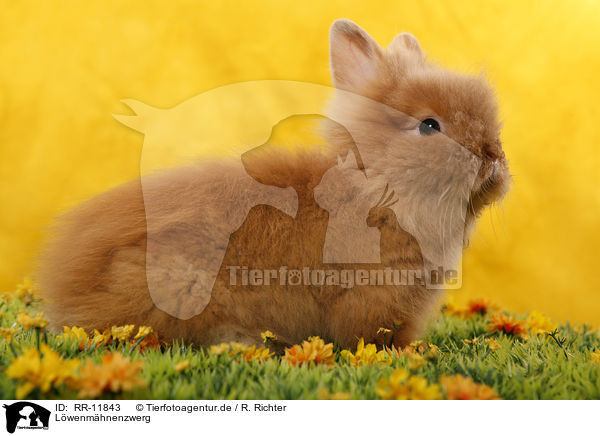 Lwenmhnenzwerg / pygmy bunny / RR-11843