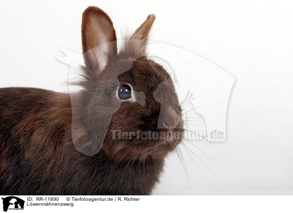 Lwenmhnenzwerg / pygmy bunny / RR-11890