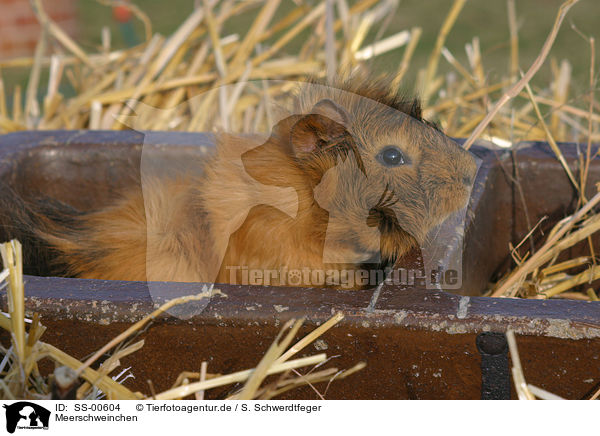 Meerschweinchen / guinea pig / SS-00604