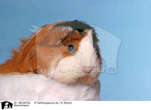Meerschwein / guinea pig / RR-06702