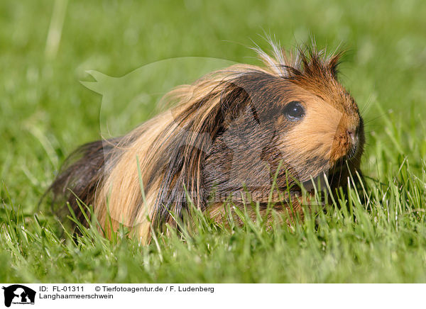 Langhaarmeerschwein / longhaired guinea pig / FL-01311