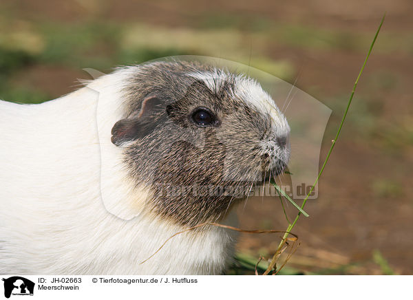 Meerschwein / guinea pig / JH-02663