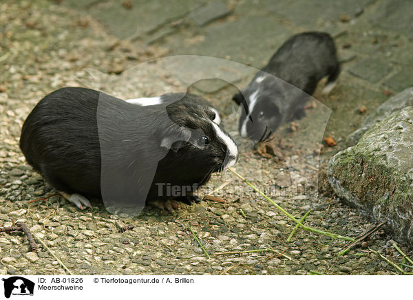 Meerschweine / guinea pigs / AB-01826