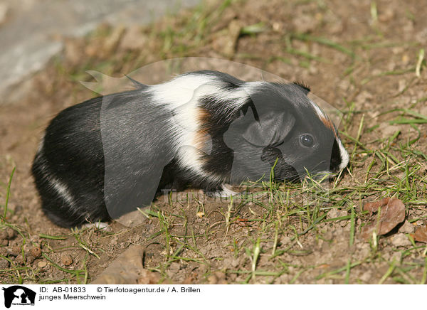 junges Meerschwein / young guinea pig / AB-01833