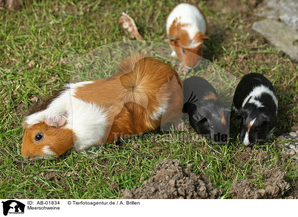 Meerschweine / guinea pigs / AB-01834