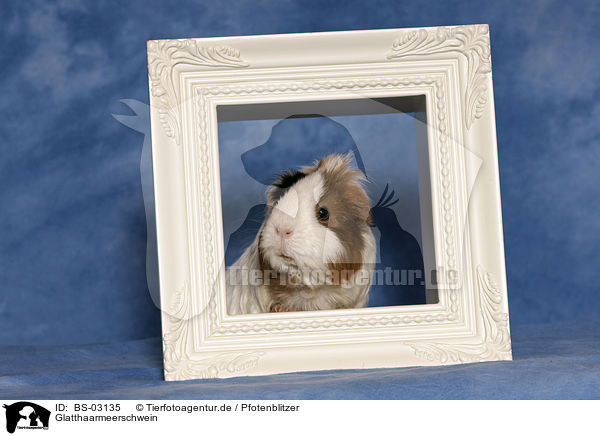 Glatthaarmeerschwein / guinea pig / BS-03135