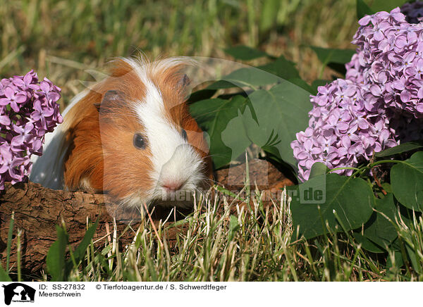 Meerschwein / guinea pig / SS-27832