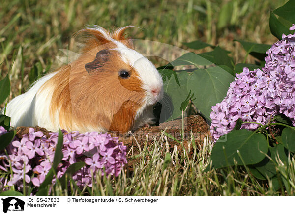 Meerschwein / guinea pig / SS-27833