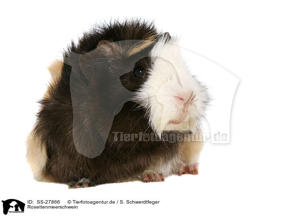 Meerschwein / guinea pig / SS-27866