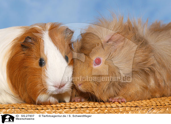 Meerschweine / guinea pigs / SS-27907