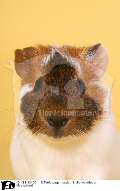 Meerschwein / guinea pig / SS-33400