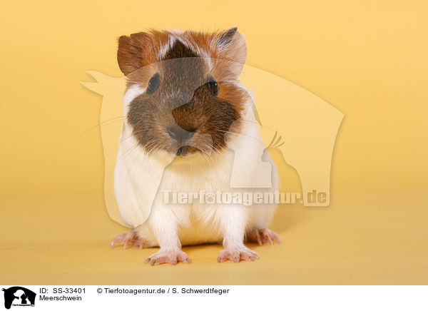 Meerschwein / guinea pig / SS-33401