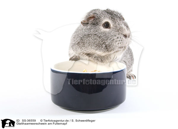 Glatthaarmeerschwein am Futternapf / smooth-haired guinea pig at feeding bowl / SS-36559