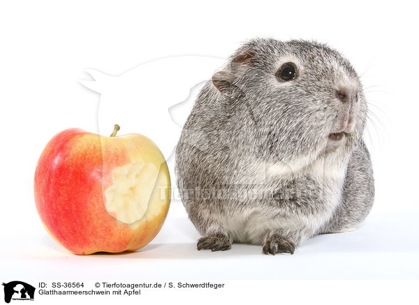 Glatthaarmeerschwein mit Apfel / smooth-haired guinea pig with apple / SS-36564