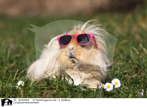 Langhaarmeerschwein / long-haired guinea pig / JH-20920