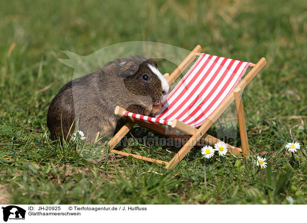 Glatthaarmeerschwein / smooth haired guinea pig / JH-20925