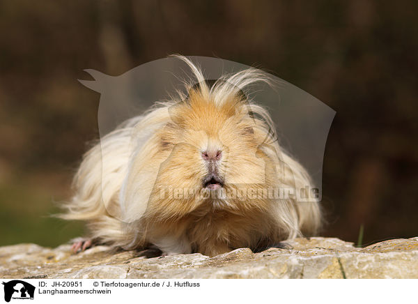 Langhaarmeerschwein / long-haired guinea pig / JH-20951