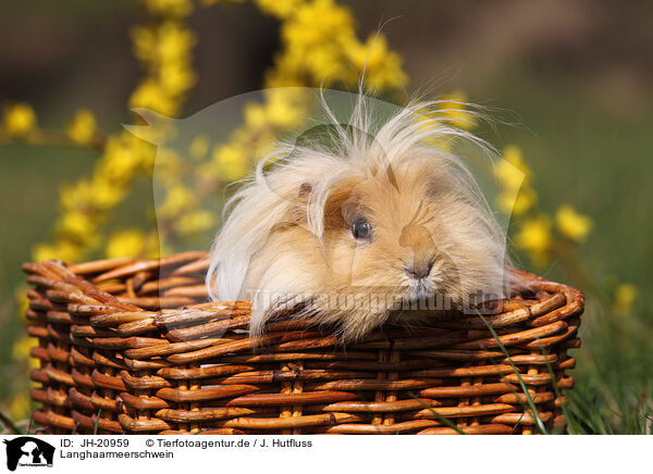 Langhaarmeerschwein / long-haired guinea pig / JH-20959