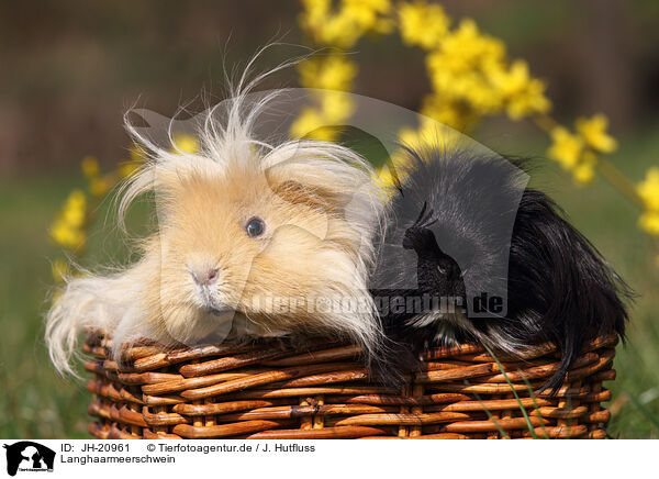 Langhaarmeerschwein / long-haired guinea pig / JH-20961
