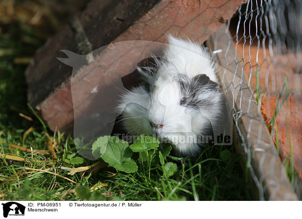 Meerschwein / guinea pig / PM-06951