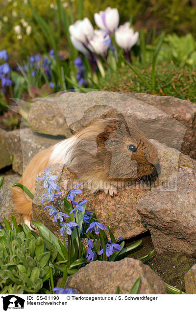 Meerschweinchen / guinea pig / SS-01190