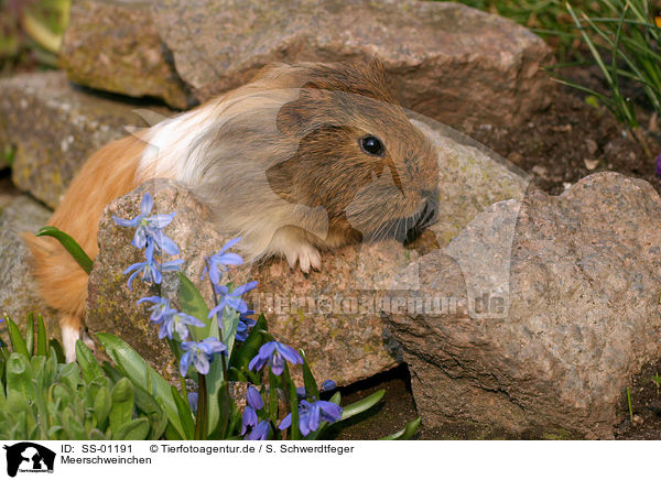 Meerschweinchen / guinea pig / SS-01191