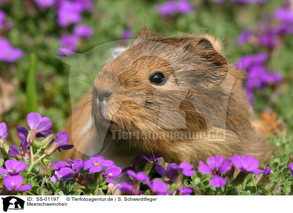 Meerschweinchen / guinea pig / SS-01197