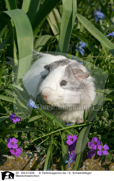 Meerschweinchen / guinea pig / SS-01206