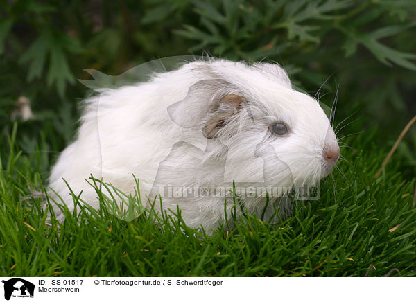 Meerschwein / guinea pig / SS-01517