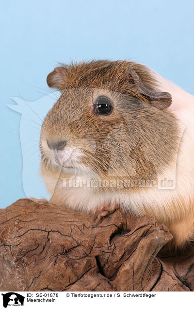 Meerschwein / guinea pig / SS-01878