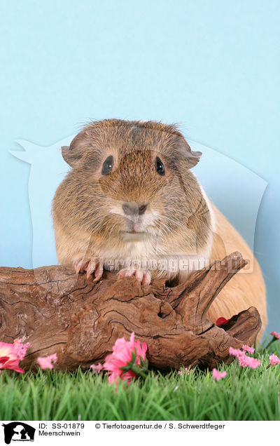 Meerschwein / guinea pig / SS-01879