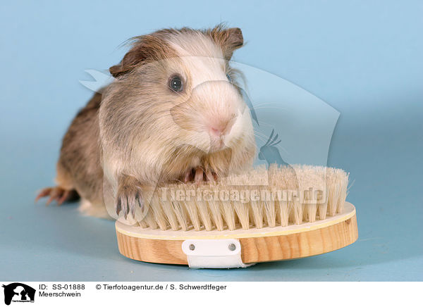 Meerschwein / guinea pig / SS-01888