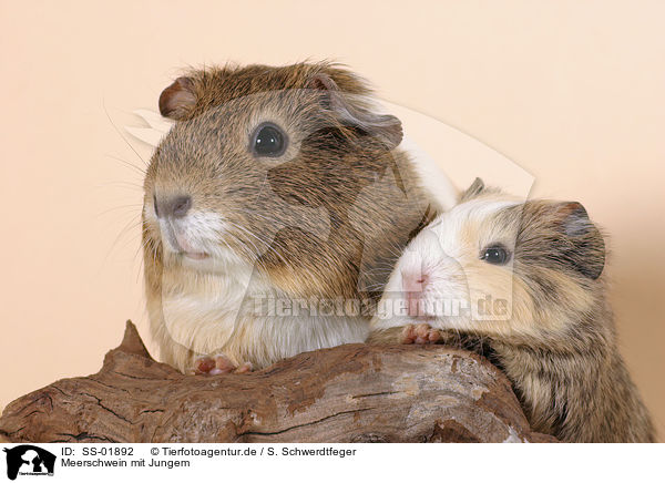 Meerschwein mit Jungem / guinea pig with baby / SS-01892