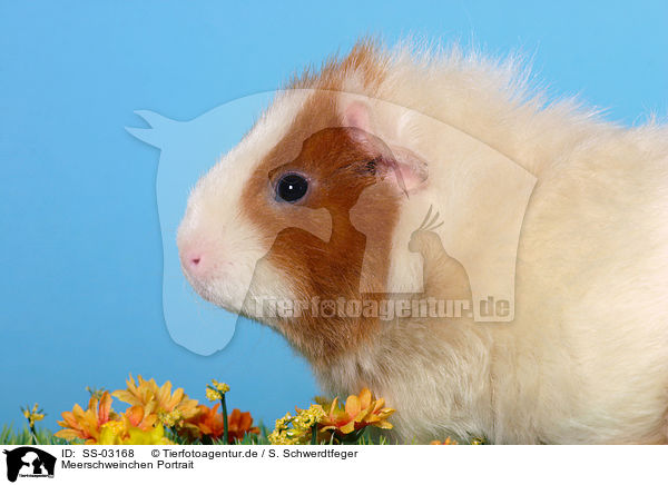 Meerschweinchen Portrait / guinea pig portrait / SS-03168