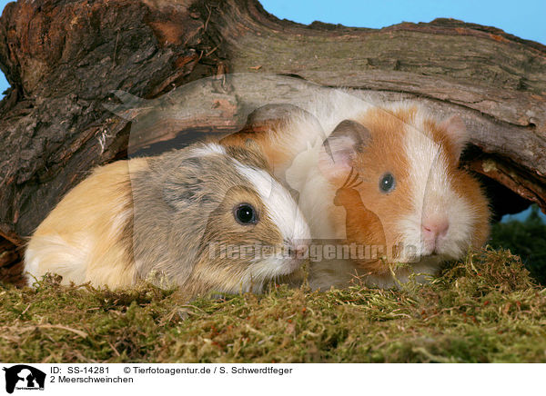 2 Meerschweinchen / 2 guinea pigs / SS-14281