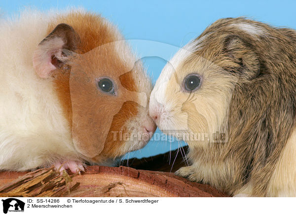 2 Meerschweinchen / 2 guinea pigs / SS-14286