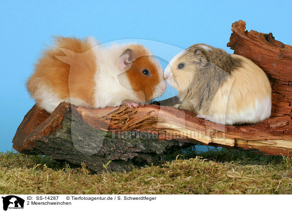 2 Meerschweinchen / 2 guinea pigs / SS-14287