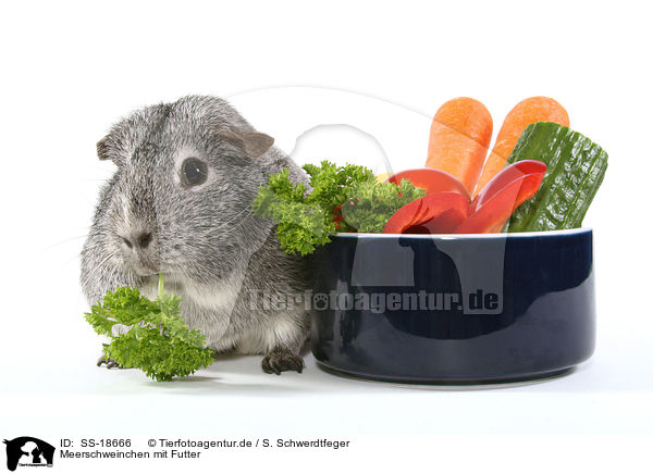 Meerschweinchen mit Futter / guinea pig with fodder / SS-18666