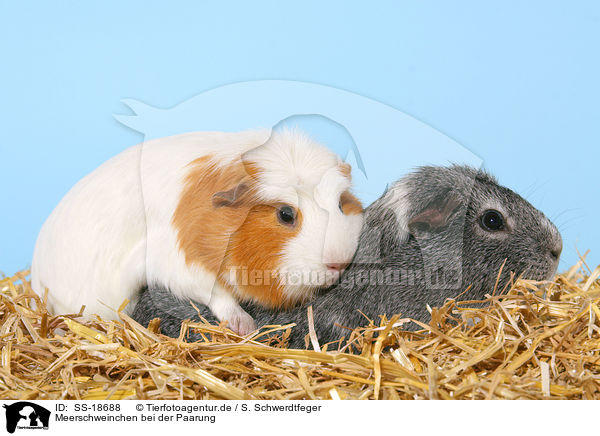 Meerschweinchen bei der Paarung / pairing guinea pigs / SS-18688