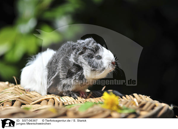 junges Meerschweinchen / young guinea pig / SST-06367