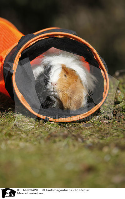 Meerschweinchen / guinea pig / RR-33429