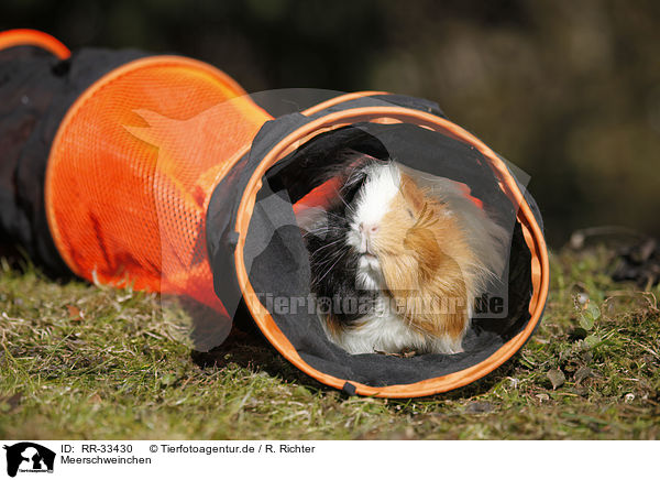 Meerschweinchen / guinea pig / RR-33430