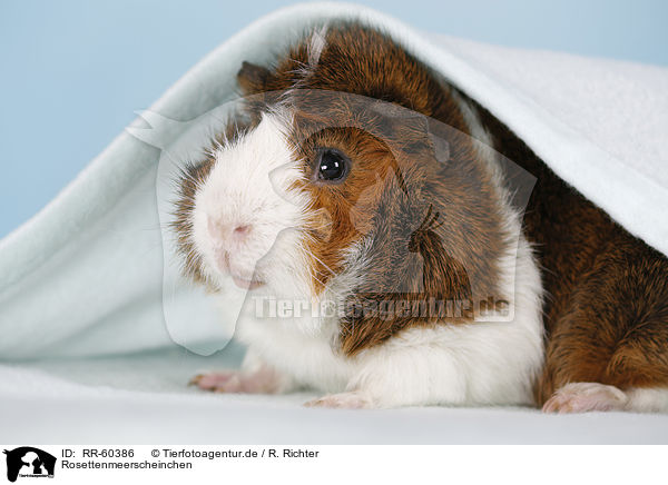 Rosettenmeerscheinchen / Abyssinian guinea pig / RR-60386