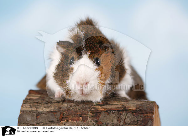 Rosettenmeerscheinchen / Abyssinian guinea pig / RR-60393