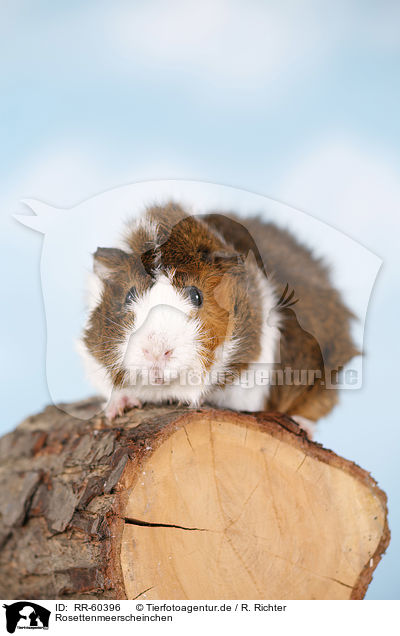 Rosettenmeerscheinchen / Abyssinian guinea pig / RR-60396