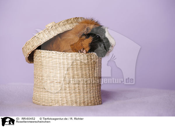 Rosettenmeerscheinchen / Abyssinian guinea pig / RR-60452