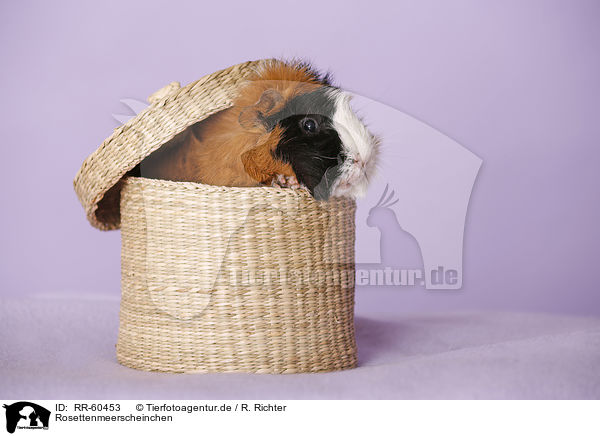 Rosettenmeerscheinchen / Abyssinian guinea pig / RR-60453