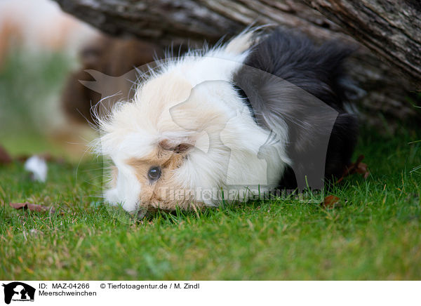 Meerschweinchen / guinea pig / MAZ-04266