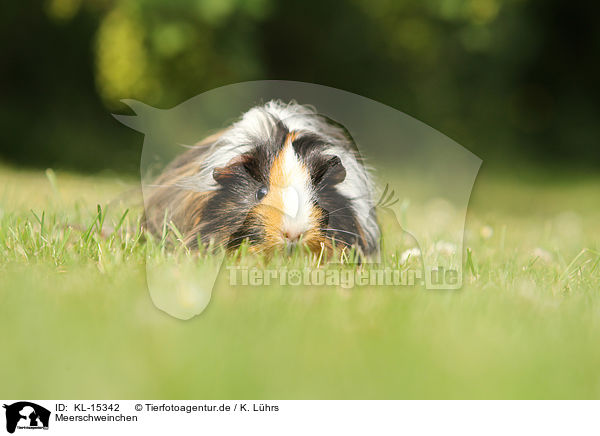 Meerschweinchen / guinea pig / KL-15342